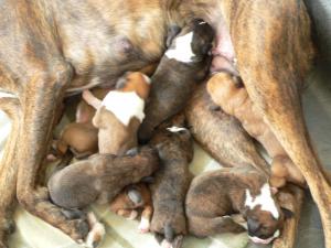 AKCRegisteredBoxerPuppies